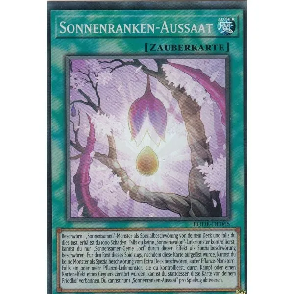 Sonnenranken-Aussaat